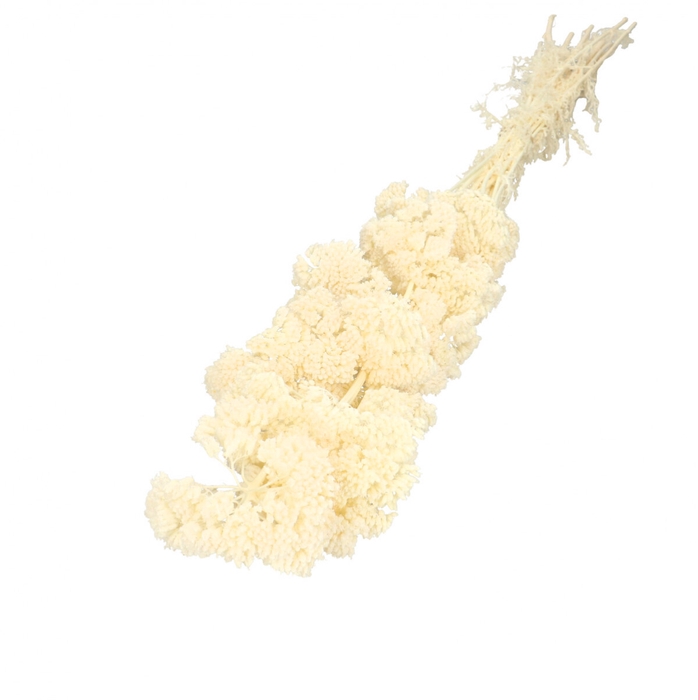 <h4>Droogbloem Achillea 65cm x12</h4>