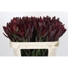 Leucadendron Saf Sunset Dark R.