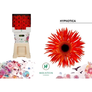 Gerbera Spider Hypnotica Diamond