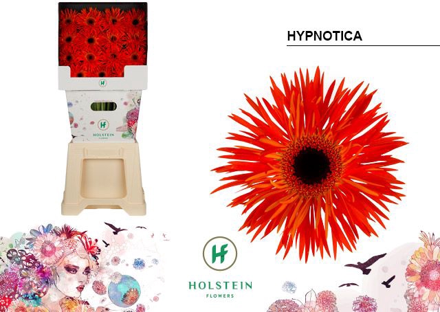 <h4>Gerbera Spider Hypnotica Diamond</h4>