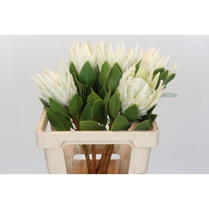 Protea Cyn. Ayoba Arctic Ice