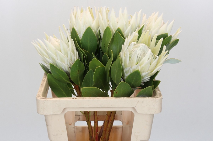 <h4>Protea Cyn. Ayoba Arctic Ice</h4>