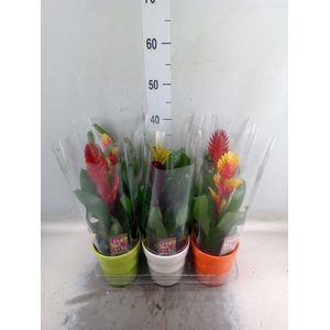 Vriesea   ...mix 6