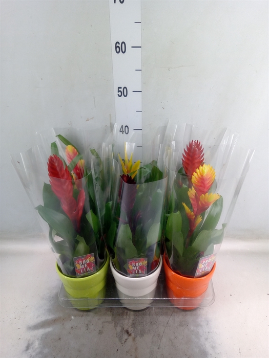 <h4>Vriesea   ...mix 6</h4>