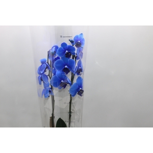 PHALAENOPSIS P12 TINGIDA AZUL 2 HT