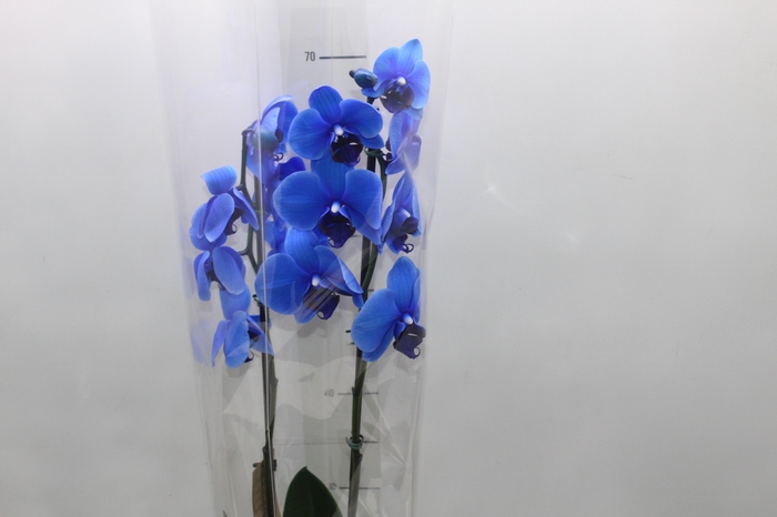 <h4>PHALAENOPSIS P12 TINGIDA AZUL 2 HT</h4>