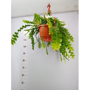 Epiphyllum anguliger