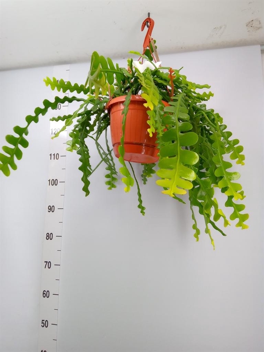 <h4>Epiphyllum anguliger</h4>