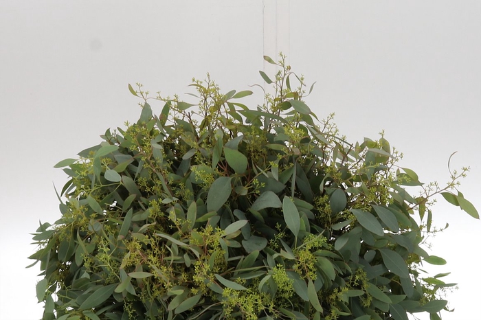 <h4>Dec Euc Populus Berry 300gr X2</h4>
