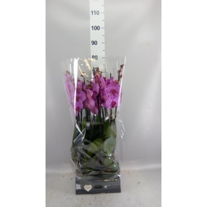 Phalaenopsis  'Ant Orlando'