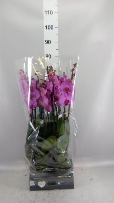 <h4>Phalaenopsis  'Ant Orlando'</h4>