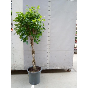 Ficus benja. 'Exotica'