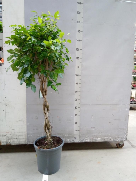 <h4>Ficus benja. 'Exotica'</h4>