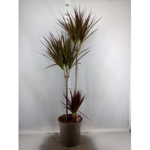 Dracaena marg. 'Magenta'