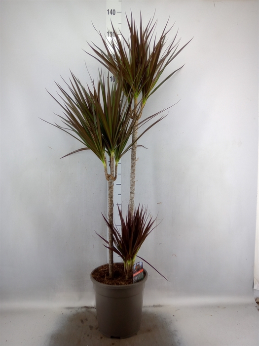 <h4>Dracaena marg. 'Magenta'</h4>