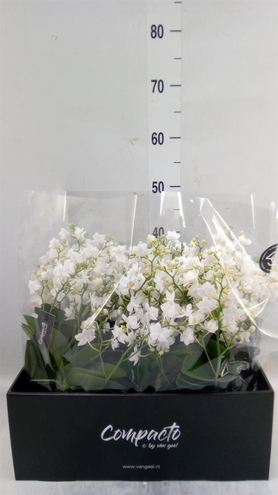 <h4>Phalaenopsis multi. 'Cream Punch'</h4>