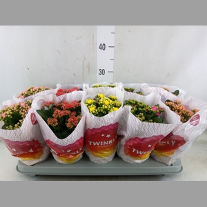 Kalanchoe blos. 'Perfecta'  ..mix 5