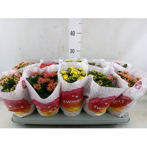Kalanchoe blos. 'Perfecta'  ..mix 5