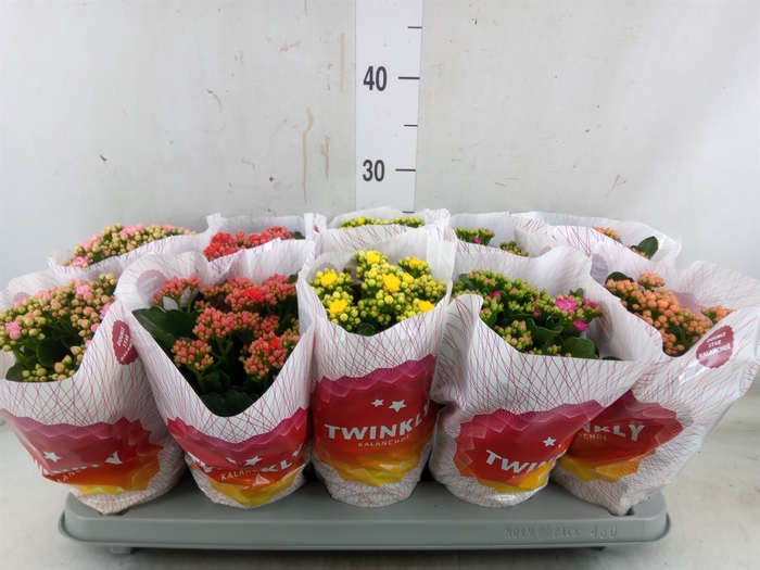 <h4>Kalanchoe blos. 'Perfecta'  ..mix 5</h4>