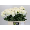 Dahlia Boom Boom White