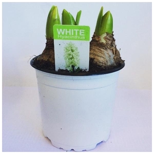 Hyacint White Pearl in gekleurde pot