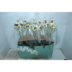 PHALAENOPSIS CASCATA ESPECIAL P15 BICOLOR MIN 8 FLS