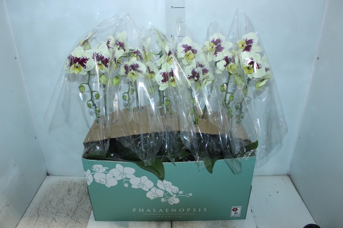 <h4>PHALAENOPSIS CASCATA ESPECIAL P15 BICOLOR MIN 8 FLS</h4>