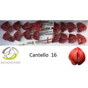 Anthurium Cantello