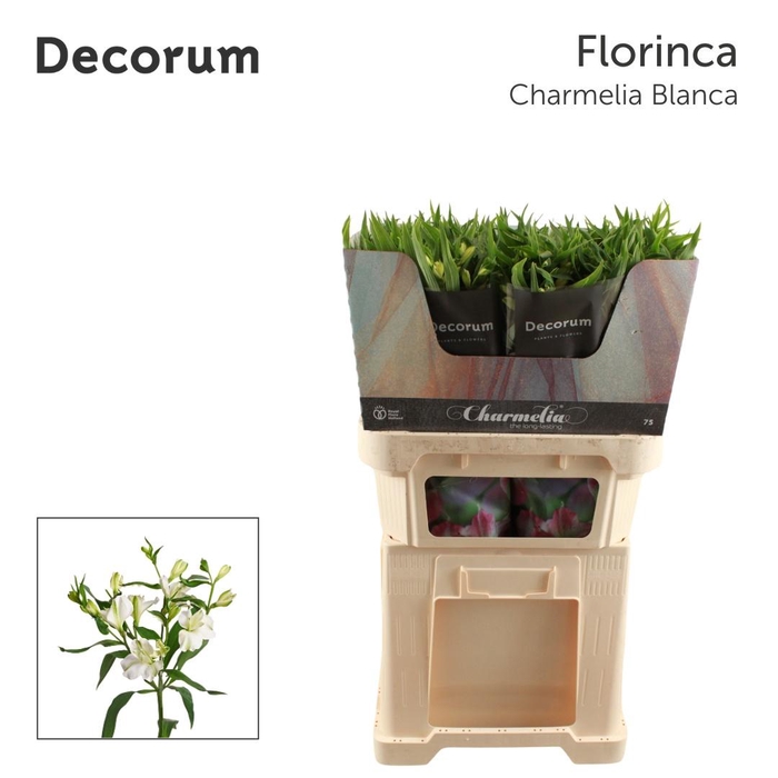 <h4>ALST FL CHARME BLANC</h4>