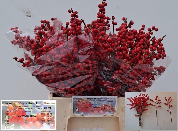 <h4>ILEX VE RODE BES</h4>