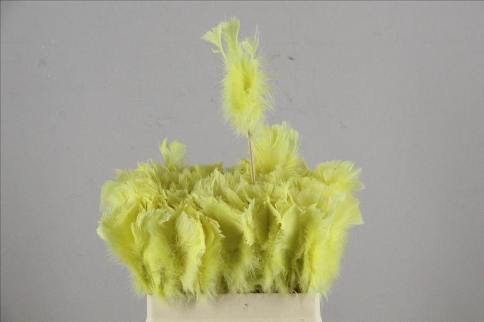 <h4>Stick feather cream 14cm</h4>