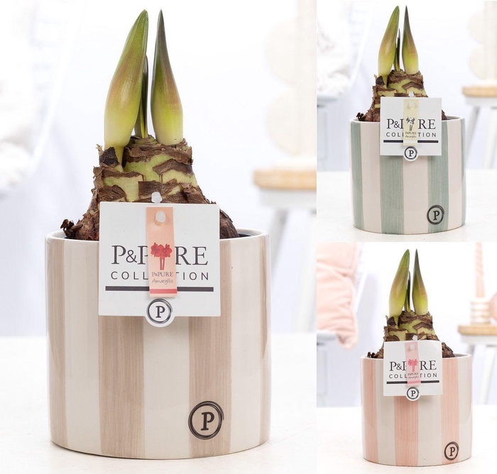 <h4>Hippeastrum mix in P&PURE Eline 2 ceramics ass.3</h4>