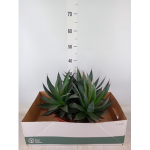 Agave  'Shaka Zulu'