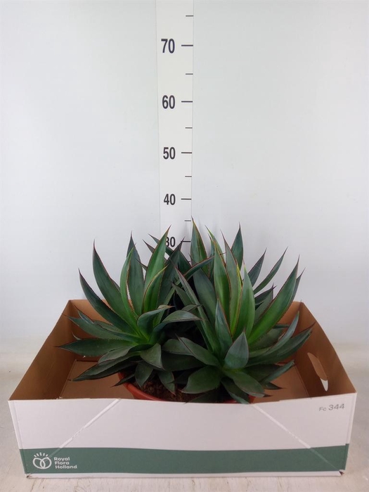 <h4>Agave  'Shaka Zulu'</h4>