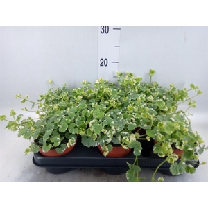 Glechoma hederacea 'Variegata'