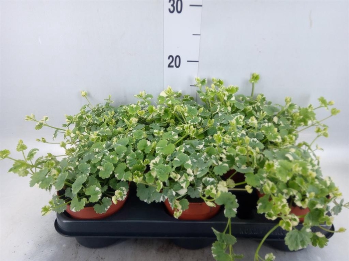 <h4>Glechoma hederacea 'Variegata'</h4>