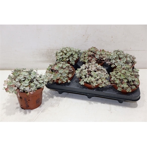Sedum Sp Purpureum