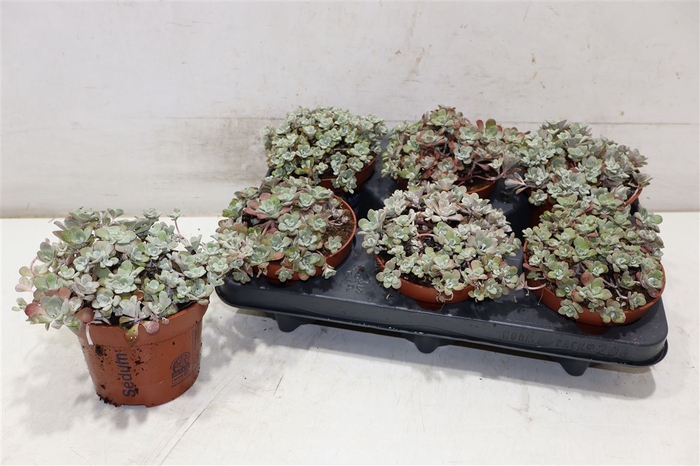 <h4>Sedum Sp Purpureum</h4>