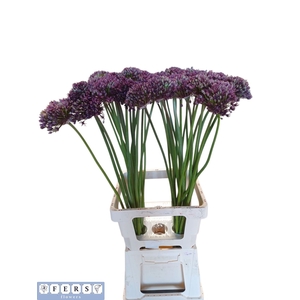 ALLIUM  MIAMI