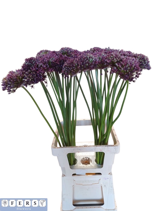 <h4>ALLIUM  MIAMI</h4>