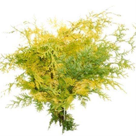 <h4>Co Chamae Obtusa Cripsii</h4>