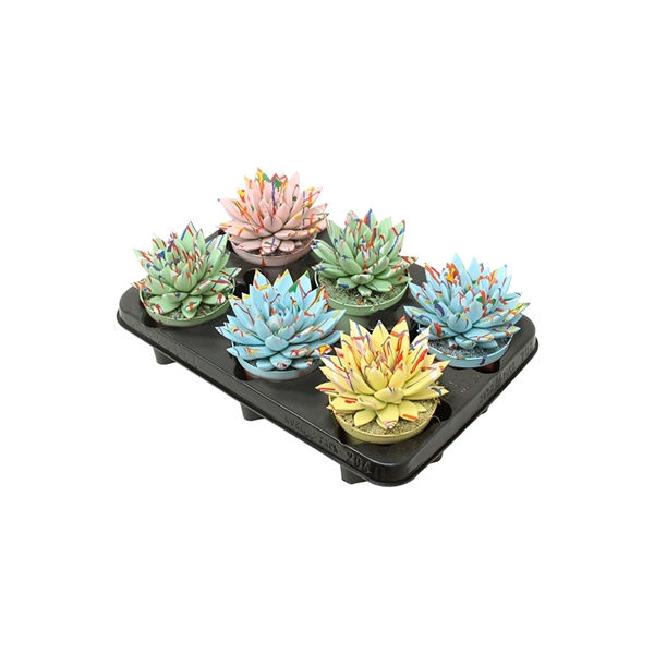 <h4>Echeveria 'Miranda'</h4>