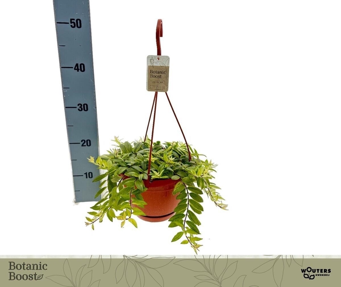 <h4>AESCHYN BO BICOLORE</h4>