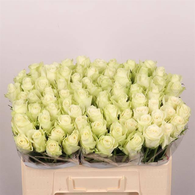 <h4>R Gr Athena</h4>