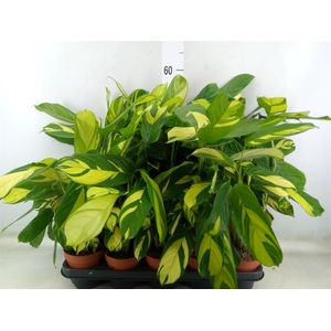 Ctenanthe pilosa 'Mosaic'