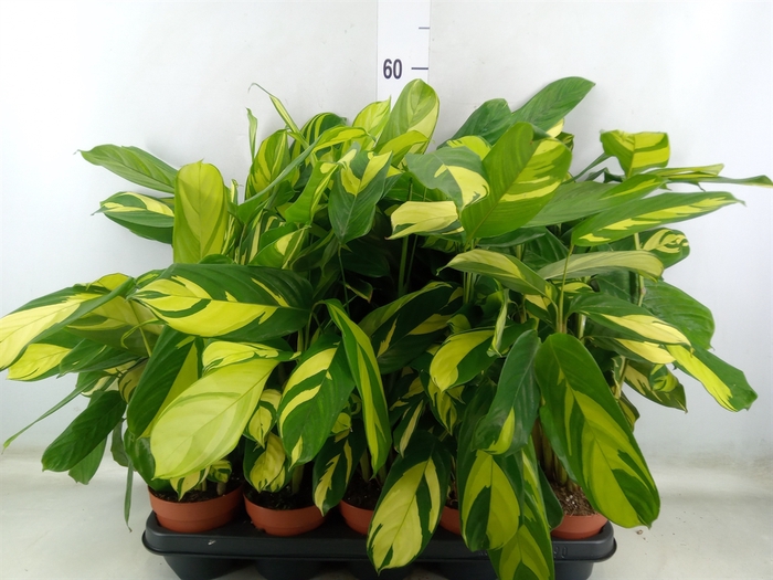 <h4>Ctenanthe pilosa 'Mosaic'</h4>
