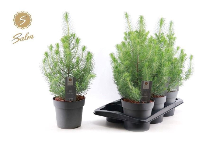 <h4>PINUS SILVER CREST</h4>