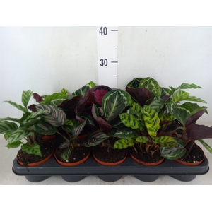 Calathea   ...mix