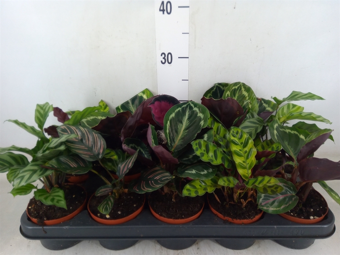 <h4>Calathea   ...mix</h4>