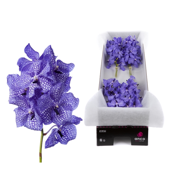 <h4>Vanda Kanchana Delft Blue X8</h4>